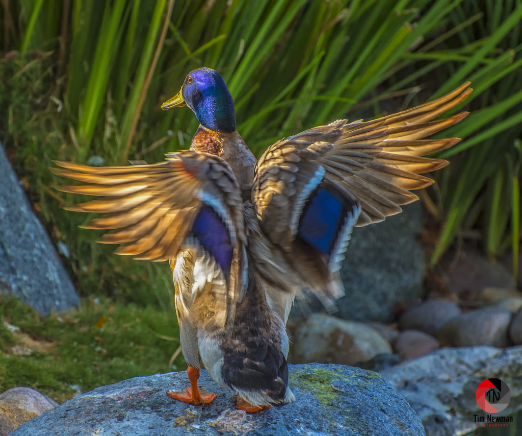 Duck Duck Wings Mallard Spreading Wings