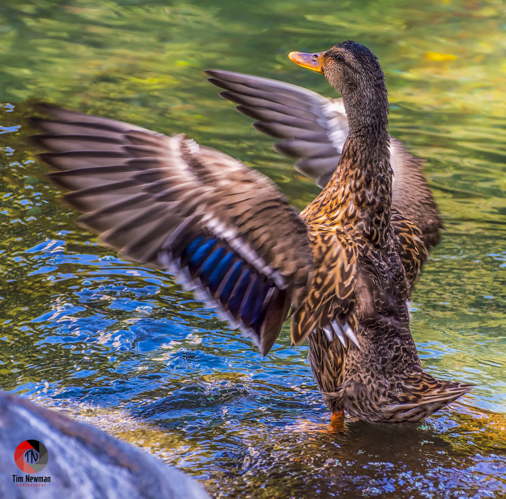 Mallard, Duck, Flapping, Flap, Conducting, Conductor, Orchestration, Wings