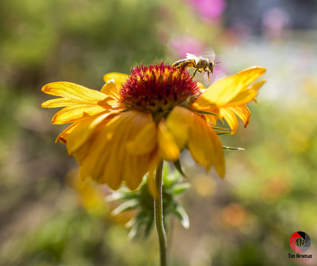 Bee, Honey Bee, Flower, Buzz, Flying, Nectar