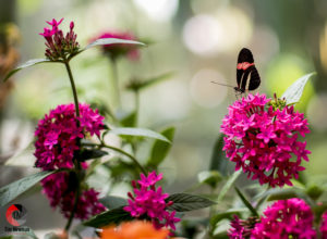 butterfly, flowers, spring, springtime