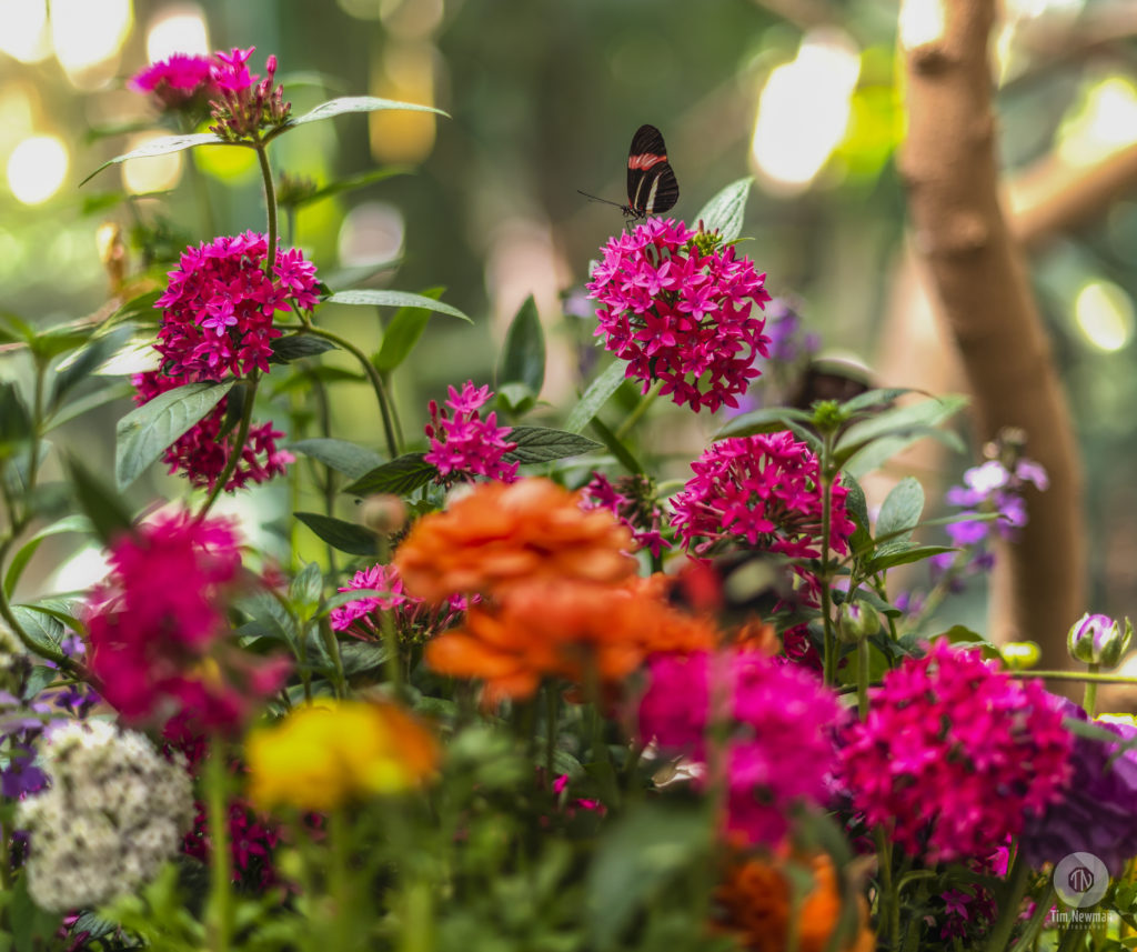 butterfly, flowers, spring, springtime