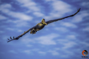 flight, flying, pelican, wings