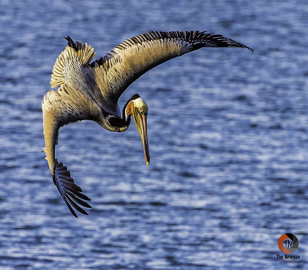 pelican, dive, diving, wing, wings, fishing