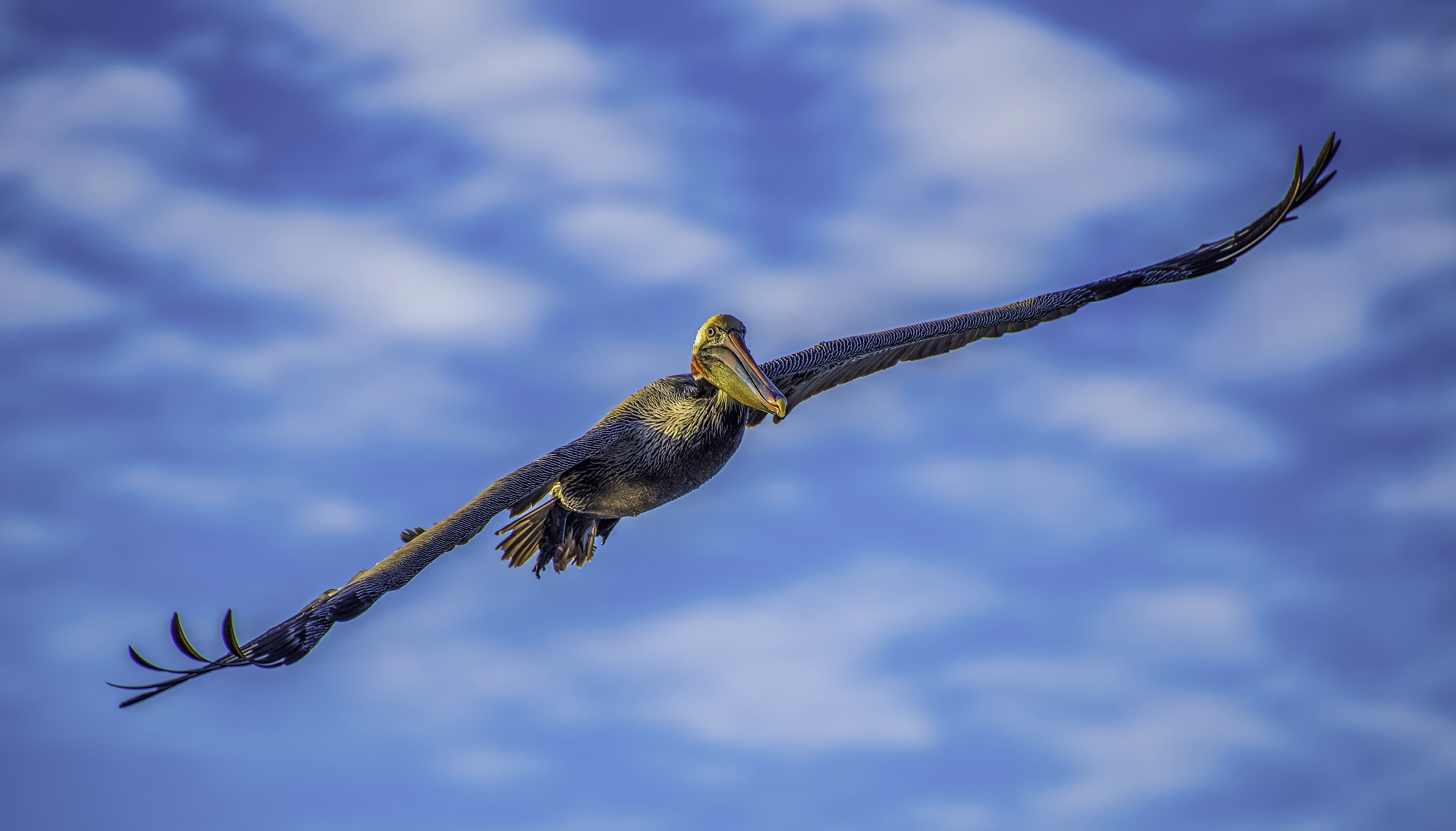 flight, flying, wings, pelican