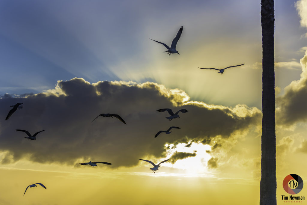 gulls, seagulls, seagull, flight, flying, wings, sunset