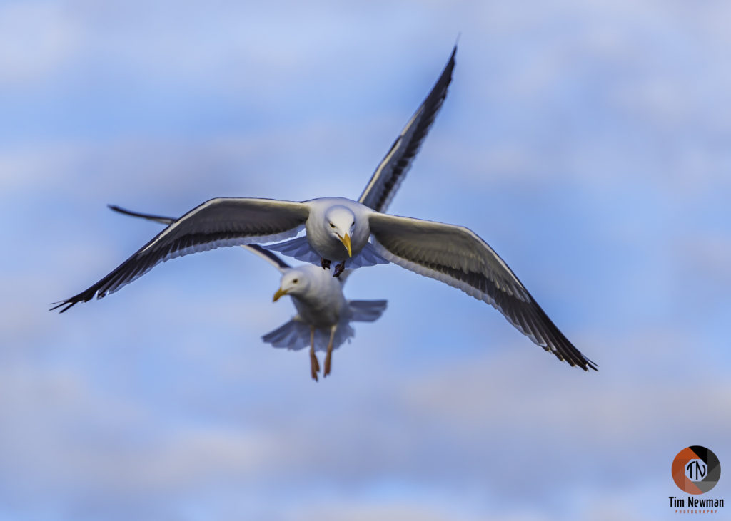 gulls, seagulls, seagull, flight, flying, wings