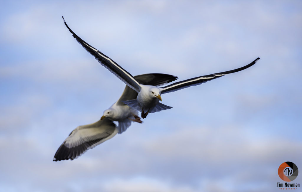 gulls, seagulls, seagull, flight, flying, wings