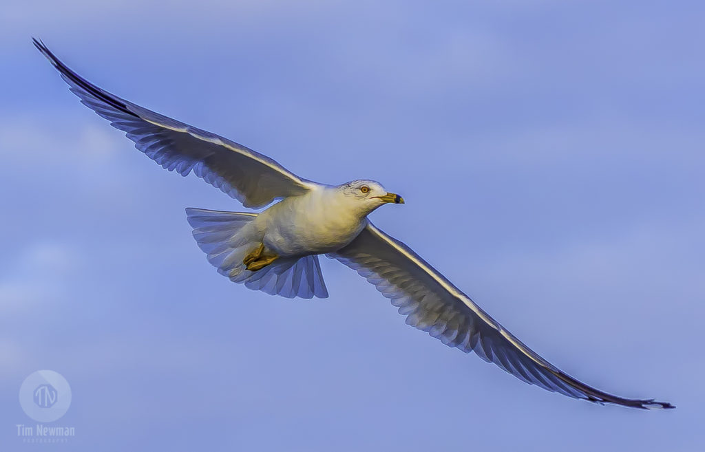 gulls, seagulls, seagull, flight, flying, wings