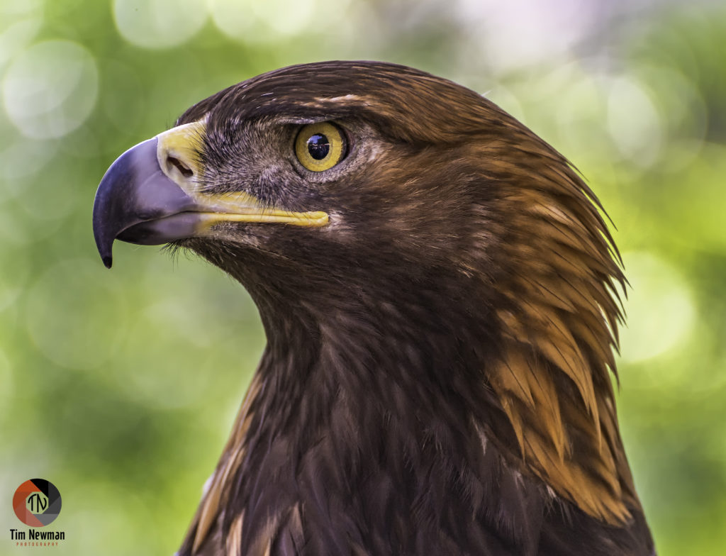 eagle, golden eagle, beak, feathers