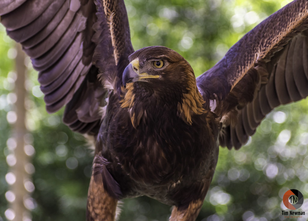 eagle, golden eagle, wings, wingspan