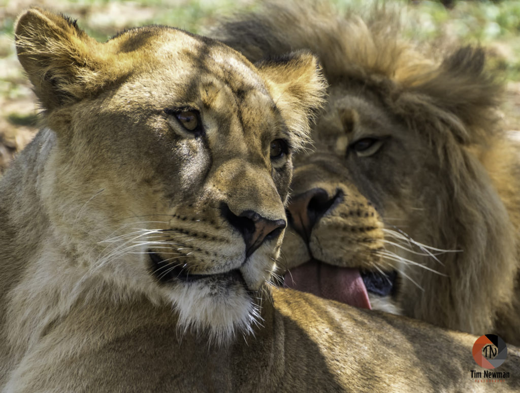 lions, lioness, lion, grooming, cats